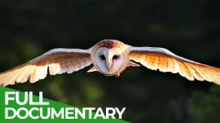 World of the Wild | Episode 10: The Masters of the Sky | Free Documentary Nature