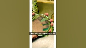 How to shift Mycelium Growth  for fungus Purification🔍#video #shorts