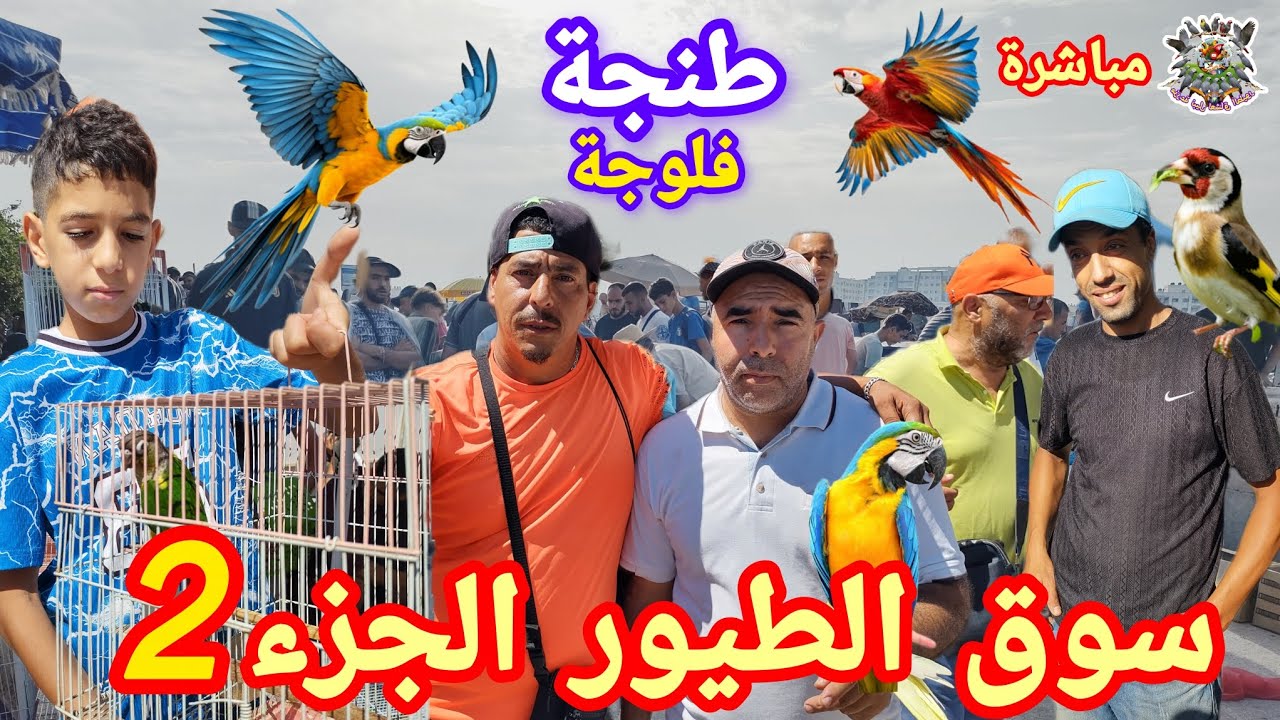 #سوق #فلوجة #طنجة الجزء 2 أجواء رائعه اليوم #أنواع #الطيور والدواجن بأثمنه مناسبه 👈🐦🦚🔝