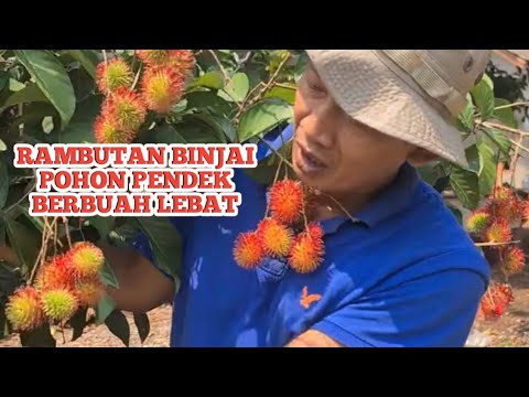 Buah Rambutan