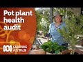 Why you should be regularly checking on your pot plants | Gardening 101 | Gardening Australia