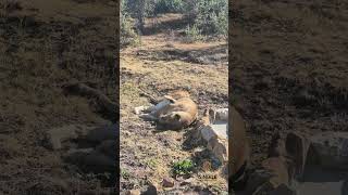 Download Lagu Liena found a small mint plant next to the drinking pond and loves the scent! #lionsafehaven #lions MP3 Download Lagu Liena found a small mint plant next to the drinking pond and loves the scent! #lionsafehaven #lions MP3