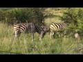 Zebras and Wildebeest - Pilanesberg National Park