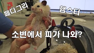 혈뇨 증상으로 병원에 간 페디그리 햄스터 뚱별