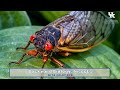 Backyard Biology: Insects