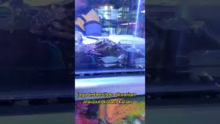 TIPS FOR CARING FOR SMALL TURTLES #turtles #brazilianturtles
