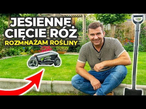 Jesienne cięcie róż.