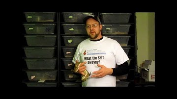 Ball Python Breeding pt.1 - Temps