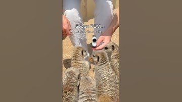 Wait for the results.... 🐐🦆🐕 Camera is the @insta360 Go3s 📸 #insta360 #tech #animals