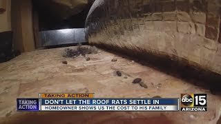 Roof rat reports are on the rise in the Valley