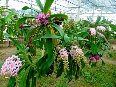 40 loài hoa lan rừng đẹp nhất