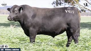 LOT 45: ASCOT VOLITION V419