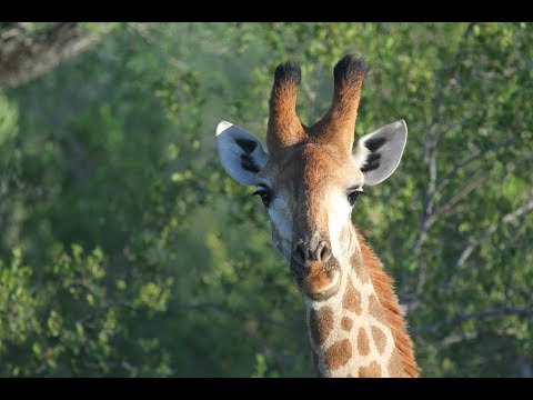 Video: Det bedste tidspunkt at besøge Sydafrika