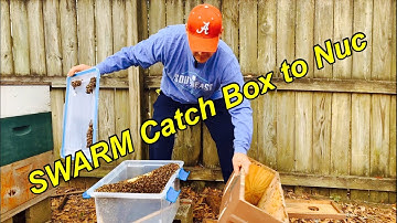 SWARM Transfer | Makeshift CATCH BOX to New Hive (Nuc) | FUN!!!