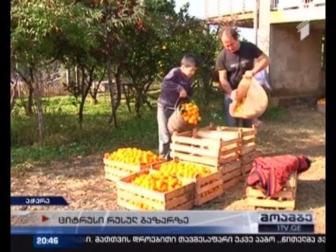 აჭარაში ციტრუსის კრეფა დაიწყო