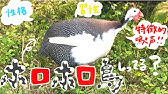 七面鳥の群れに声をかけるとノリのいい観客っぽくなる トリビアの泉 Youtube