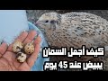 كيف أجعل السمان يبيض عند عمر 45 يوم .