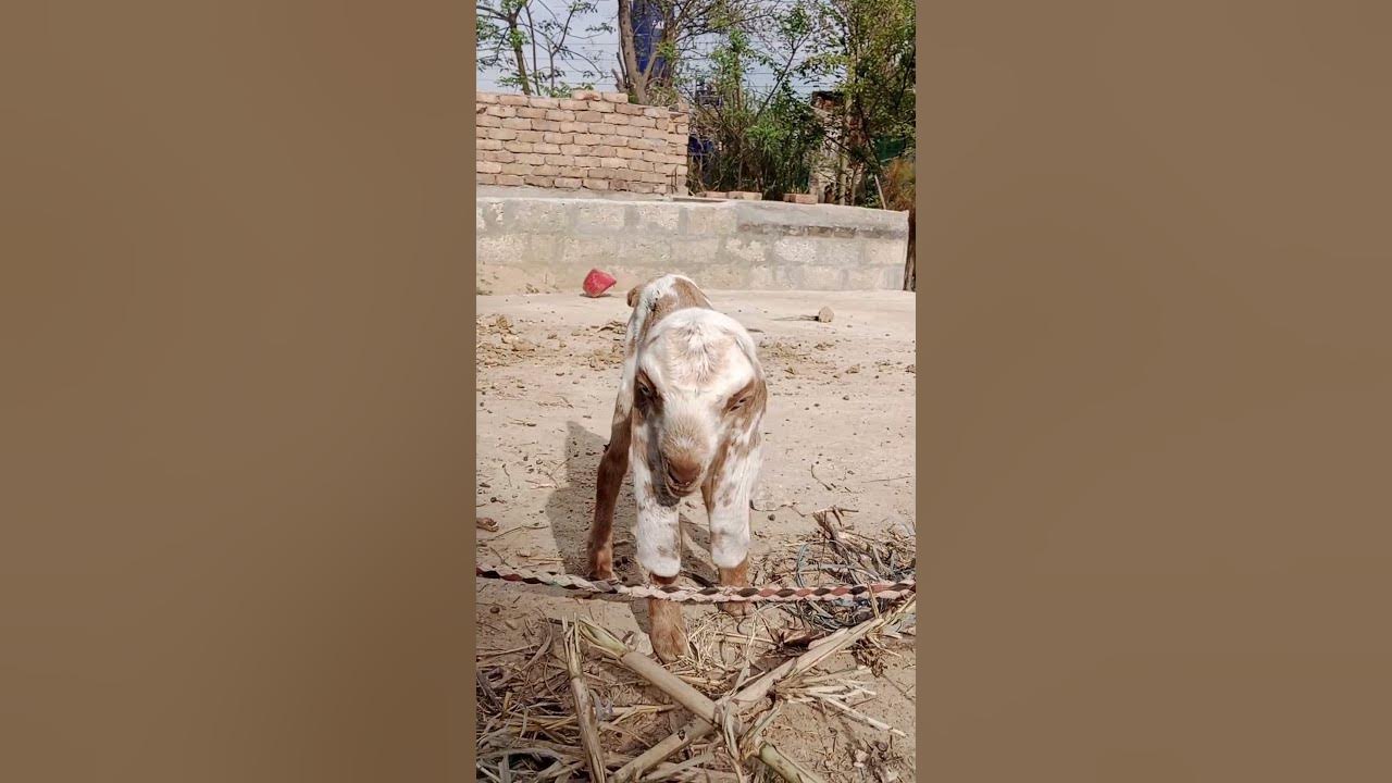 new born baby (change your life YouTube