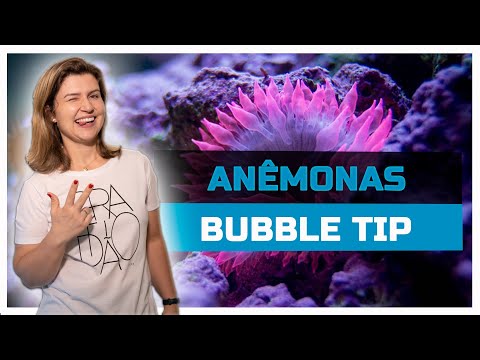 Vídeo: Qual a altura das anêmonas blanda?