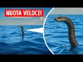 Scontrarsi con questi oggetti potrebbe essere un grosso errore