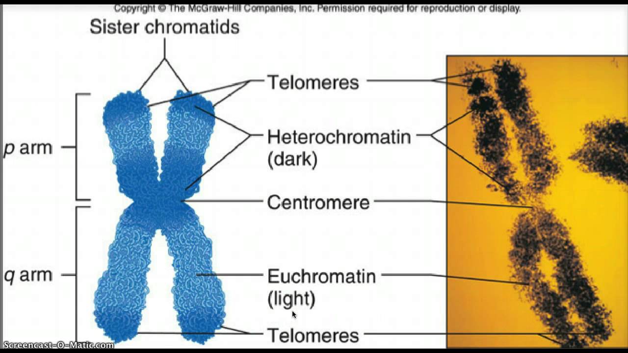 Хромосомы лучше видны. Хромосома. Y хромосома. Эухроматин и гетерохроматин. Строение хромосомы.