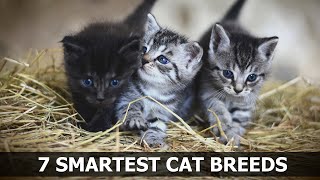 7 Smartest Cat Breeds