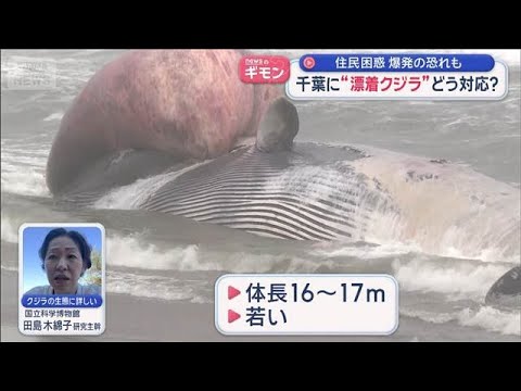 “漂着クジラ”どう対応？　住民困惑　爆発の恐れも　千葉・匝瑳市【スーパーJチャンネル】(2026年9月24日)