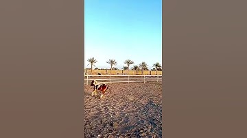 (خلق السماوات بغير عمد ترونها)- القارئ إسلام صبحي