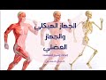 الصف الخامس الجهاز الهيكلي والجهاز العضلي