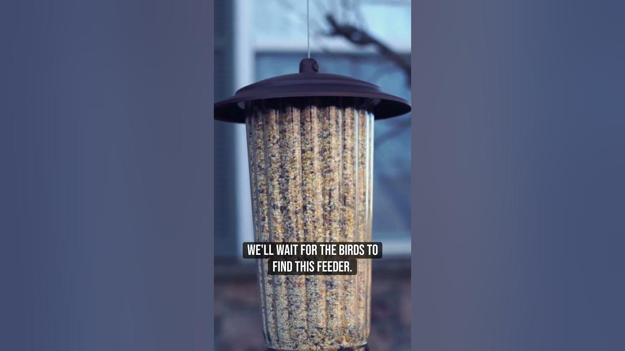 Overview & DEMO PerkyPet 3341SR SquirrelBeGone Max Large Wild Bird