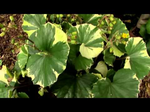 Video: Prževalskio buzulnikas: nuotrauka, sodinimas ir priežiūra