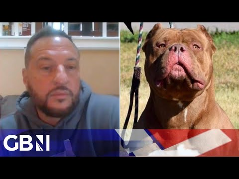 'Misunderstood' XL Bully breed is 'not a dangerous dog' | American