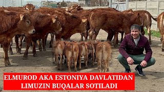 ESTONIY DAVLATIDAN LIMUZING BUQALAR KELDI SOTILADI. ELMUROD AKA BUQALARI ANGUSLARIYAM BOR.