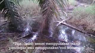 Teknik Memancing Ikan Haruan Bujuk