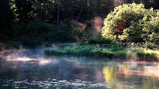 Entspannung Naturgeräusche - Vogelstimmen im Wald