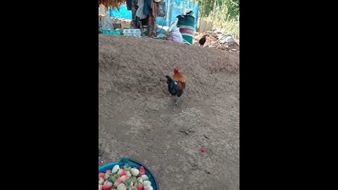 Me nyuam qaib qus daj seej zoo dib heev nawb