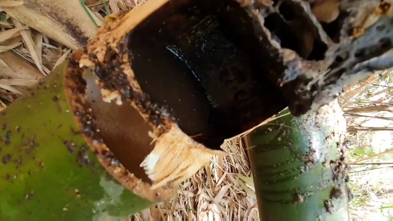 Resgate de abelha Jataí do bambuzal.