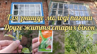 Догляд за садом, борюсь із тлею/Друге життя старих вікон/Привезли профнастил/Заморозки