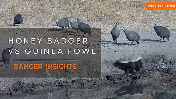HONEY BADGER vs GUINEA FOWL | Ranger Insights