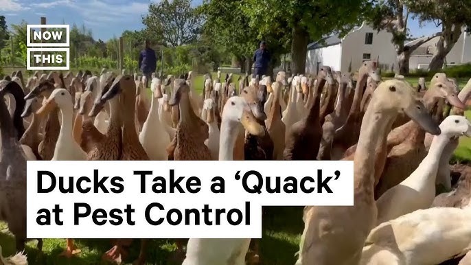 Army of pest-munching ducks keep South African vineyard blooming -  WeirdNews - Dunya News