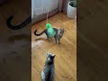 2 Chats jouant avec boule peluche