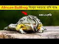         this bullfrog eats everything  fact research