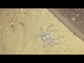 My Famous Sicarius Terrosus Six Eyed Sand Spider Feeding