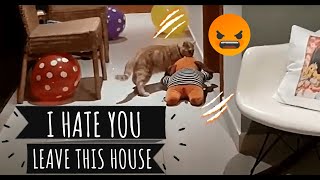 Cat fights with his soft toy screenshot 5