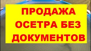 ПРОДАЖА ОСЕТРА БЕЗ ДОКУМЕНТОВ