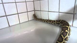 Burmese python swimming -Morpheus