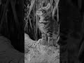 Wrong Soundtrack #6 — Africa Screams (1949)