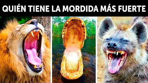 ¿Quién tiene el chasquido más fuerte del mundo?