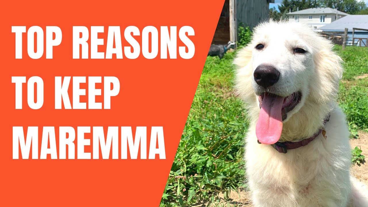 Are Maremma And Great Pyrenees The Same?