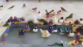 Different colors in java finch  birds taking bath Profile